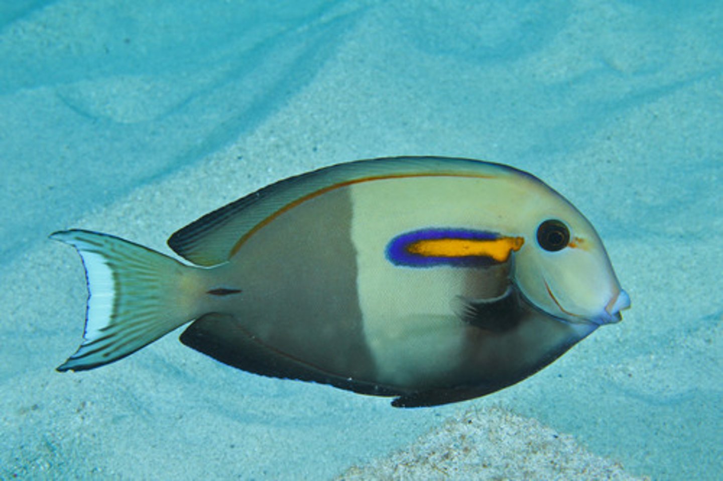 <p>Acanthurus olivaceus</p>