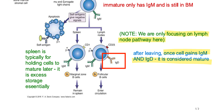 <p>IgD; mature</p>