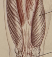 <p>(medial/inner)</p>