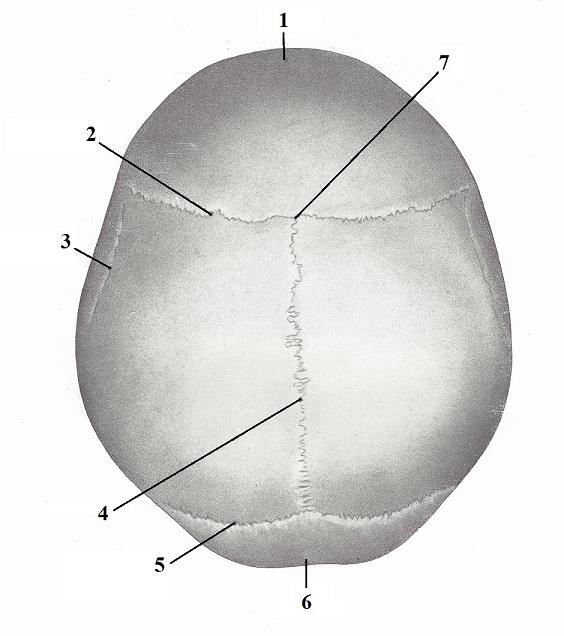 <p>Label cranial suture #3</p>