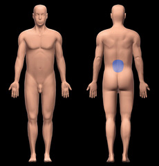 <p>area of back between ribs and hips; the loin</p>