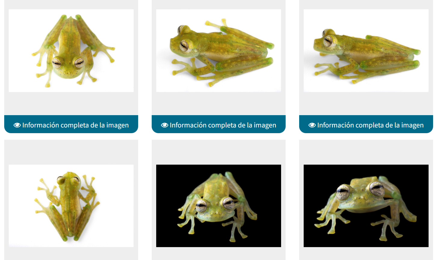 <p>Centrolenidae</p>