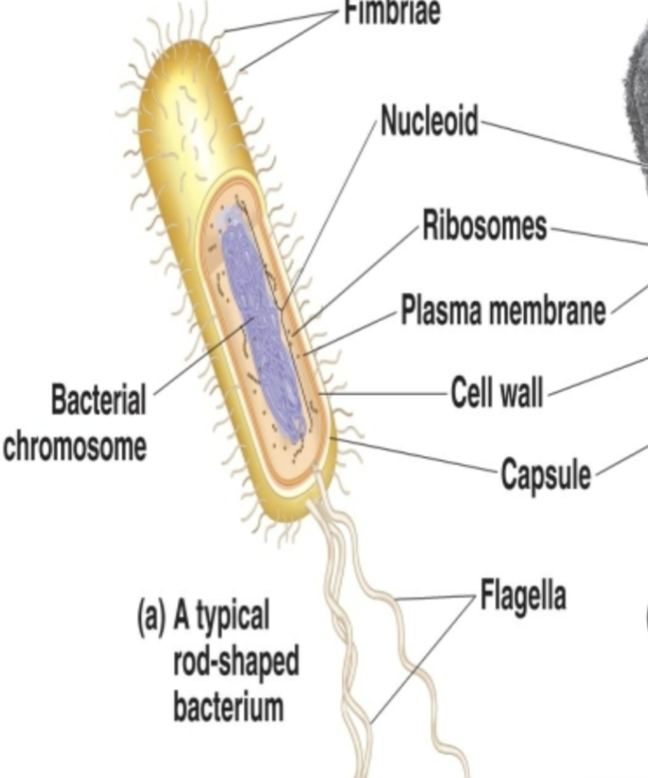 <p>Flagella</p>