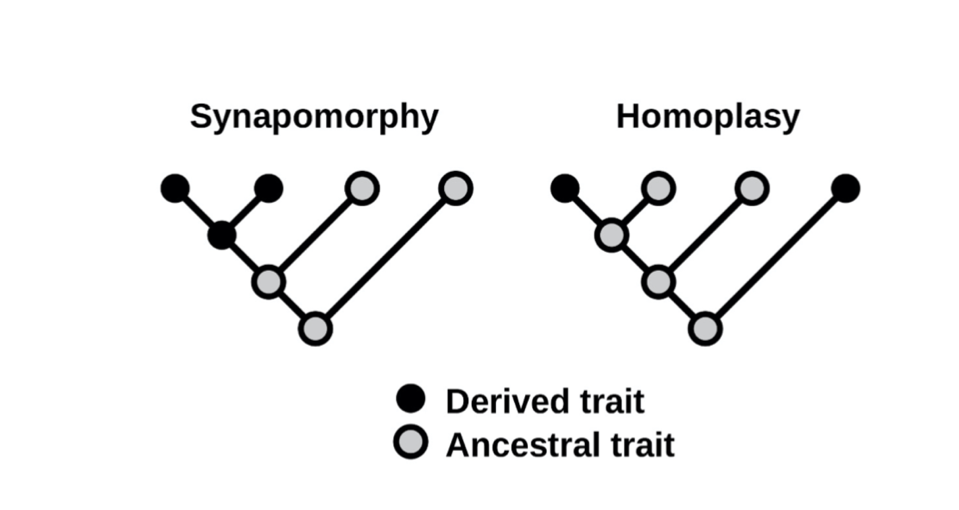 <p>Homoplasy: a character shared by a set of species but not present in their</p><p>common ancestor.</p>