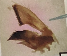 <p>what is this </p>