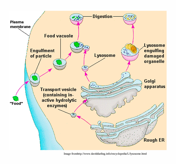 <ul><li><p>“The demolition crew”</p></li></ul><p></p>