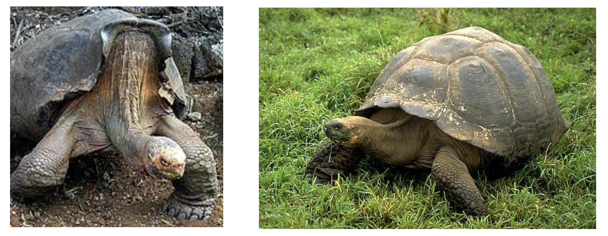 <p>Giant tortoises </p><p>1 sp, 15 subspecies </p><p>• Different subspecies occur on different islands or even different parts of islands</p><p>• Some have strikingly different shell shapes</p><p>• Saddleback occurs on drier islands; food is harder to reach (e.g., tree cacti)</p><p>• Domed shell occurs on wetter islands (can graze on grass and other low growing plants)</p><p></p>