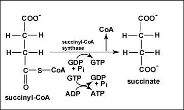 <p>Step 5</p><p>CoA is removed from succinyl-CoA to produce succinate</p><p>GDP and free phosphate is used to make GTP through substrate-level phosphorlyation</p><p>GTP is converted to ATP</p>
