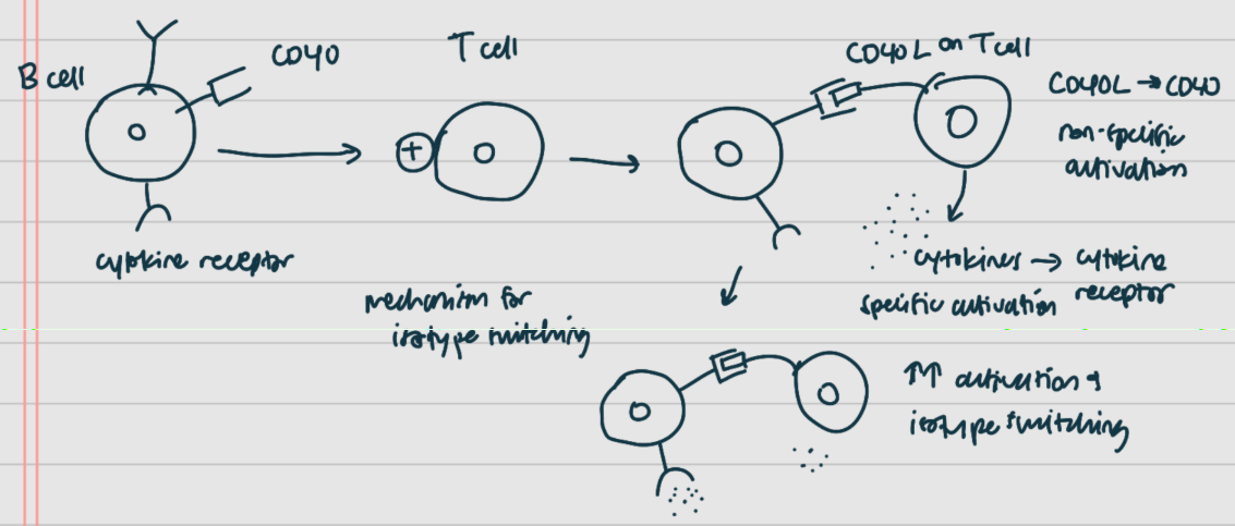 <p><strong>[1] cell help</strong></p><p><span style="background-color: transparent;">“are you sure it’s a non-self?” – need to check before [2] cell/[3] replication begins</span></p><p><span style="background-color: transparent;">[2] cell has its own [4] (BCR), and [5] molecule, and [6] [4]</span></p><ul><li><p><span style="background-color: transparent;">[2] cell sends positive signals to a [1] cell</span></p></li><li><p><span style="background-color: transparent;">in response, the [1] cell can provide help to the [2] cell</span></p></li></ul><p><span style="background-color: transparent;">[1] cell has [7] and makes [6]</span></p><ul><li><p><span style="background-color: transparent;">non-specific activation: [7] on [1] cell binds [5] on [2] cell</span></p></li></ul><ul><li><p><span style="background-color: transparent;">[8] (specific activation): [1] cell’s [6] can bind [2] cell’s [6] [4] and thereby send positive signals back to [2] cell</span></p></li><li><p><span style="background-color: transparent;">both of these signals from the [1] cell leads to:</span></p><ul><li><p><span style="background-color: transparent;">further [2] cell activation</span></p></li><li><p><span style="background-color: transparent;">increased [3] production</span></p></li><li><p><span style="background-color: transparent;">[9]/[10] switching</span></p></li></ul></li></ul><p></p>