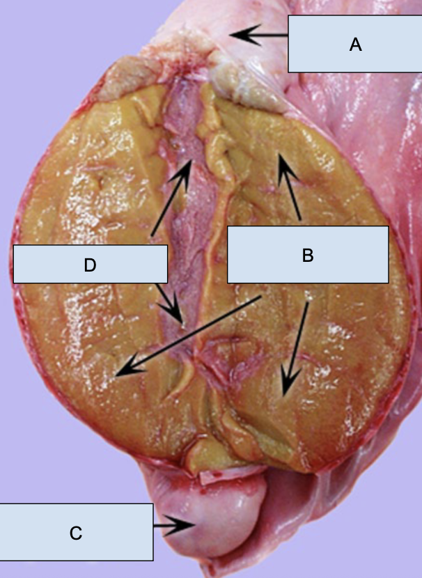 <p>Cauda epididymis</p>