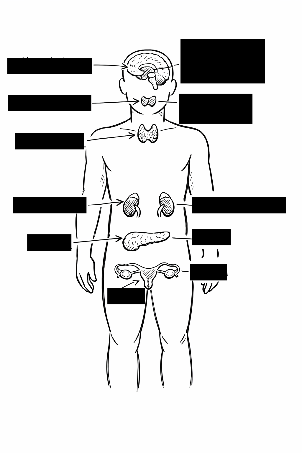 <p>Endocrine Glands</p>