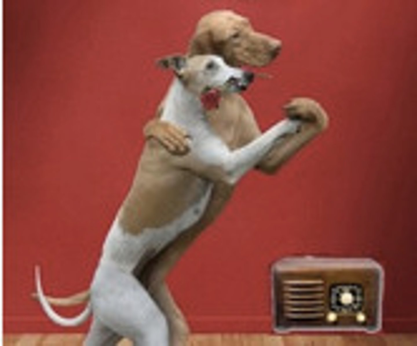<p>we dance</p>