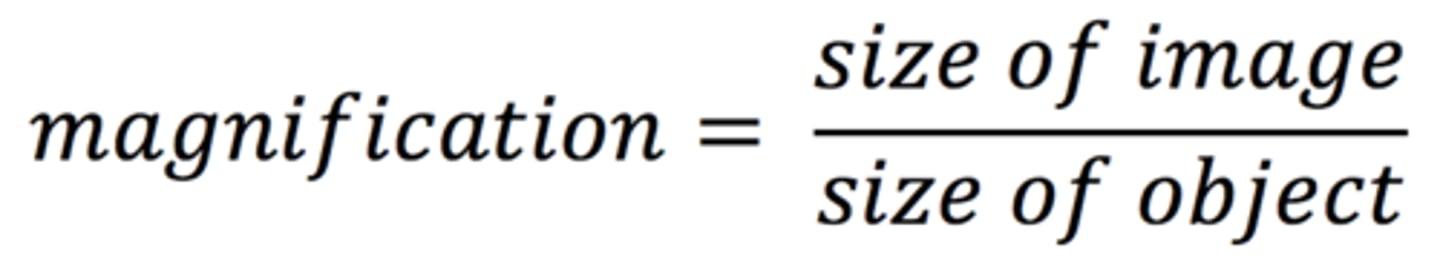 <p>Magnification = Size of image (scale bar, mm โ convert to ยตm) รท Value of the scale (ยตm)</p>