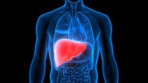 <p><span>liver</span></p>
