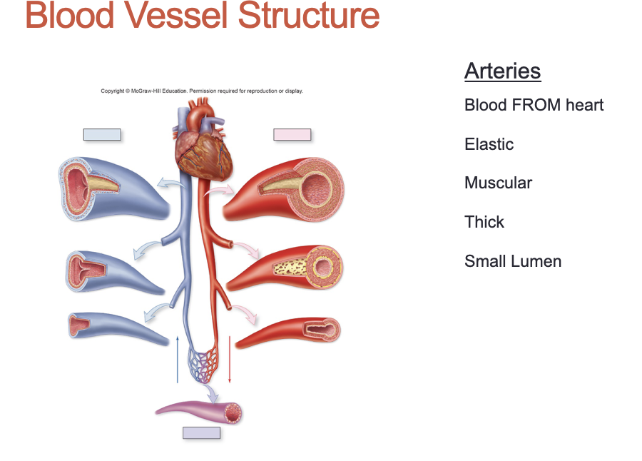 <p>What are 5 characteristics of Arteries?</p>