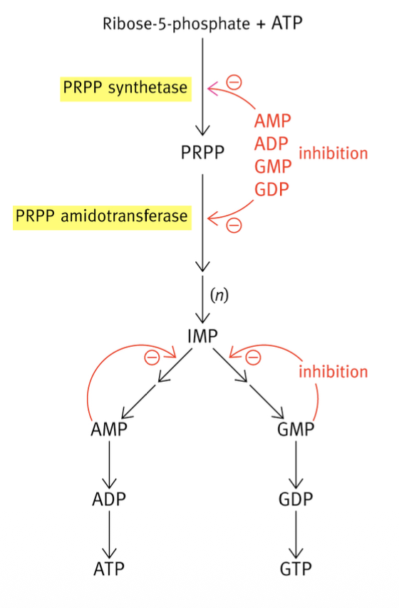 <p>2 : à la réaction 1, AMP, ADP, GMP et GRP contrôlent la réaction par allostérie négative ; au carrefour de l’IMP, GMP et AMP contrôlent l’enzyme les produisant pour maintenir l’équilibre. </p>