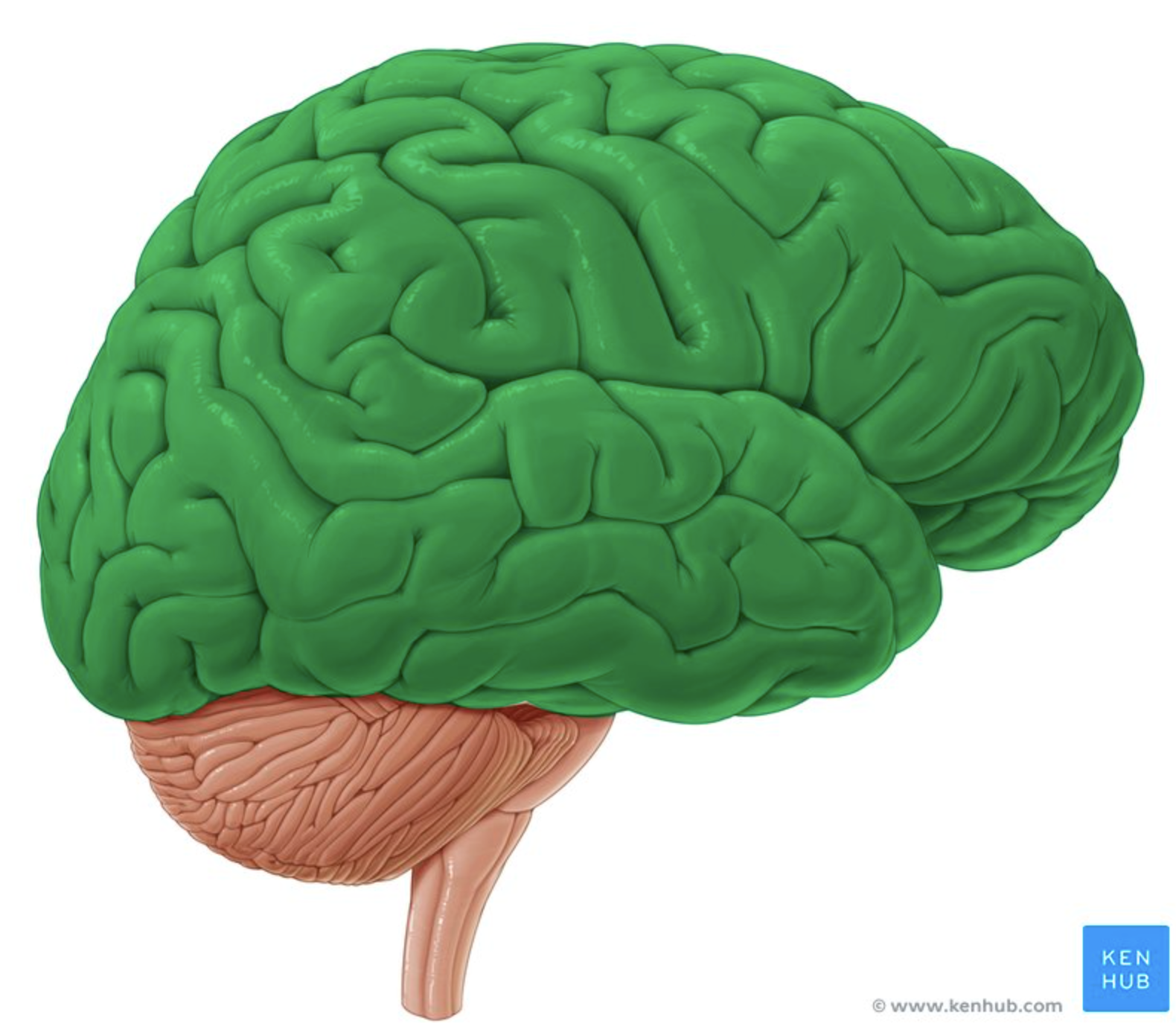 <p>CORTEX in CNS or PNS?</p>