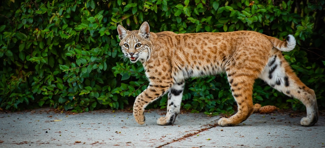 <p>Common Name: Bobcat</p><p>*Must know skull</p>