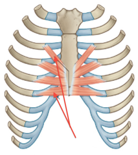 <p>What muscle</p>