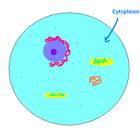 <p>ribosomes here</p>