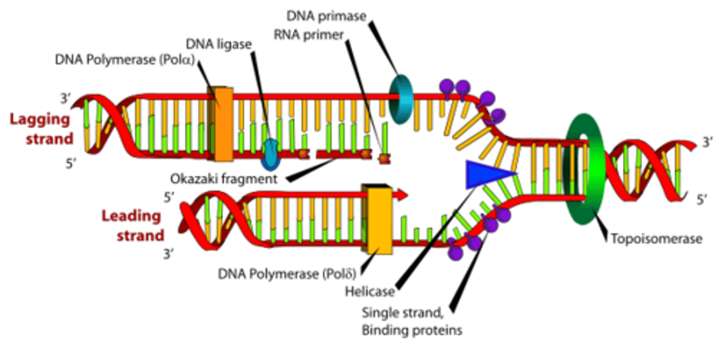 <p>It follows the direction of the unzipping strand.</p>