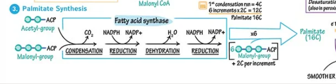 <p>This condensation-reduction-dehydration-reduction cycle in fatty acid synthesis of the Fatty acid synthase complex mirrors ______</p>