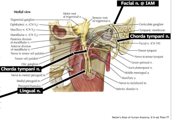 <p>From the facial n. (CN VII)</p><p>→ Carries preganglionic</p><p>parasympathetic fibers to</p><p>the submandibular</p><p>ganglion</p><p>→ Carries taste fibers from</p><p>the anterior two-thirds of</p><p>the tongue</p><p>→ Leaves the skull through the</p><p>petrotympanic fissure</p><p>→ Travels with the lingual</p><p>nerve of CN V3</p>