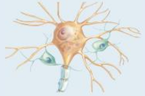 <p>what type of tissue is this</p>