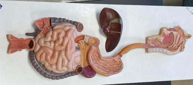 <p>Digestive System</p>