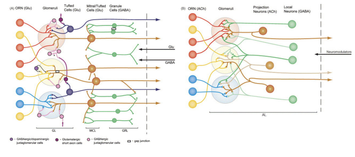 <p>mouse- tufted cells (glu), mitral/tufted cells (glu), granule cells (GABA)</p><p>fly- projection neurons (ach), local neurons (GABA) (ORNs use ach not glu)</p>