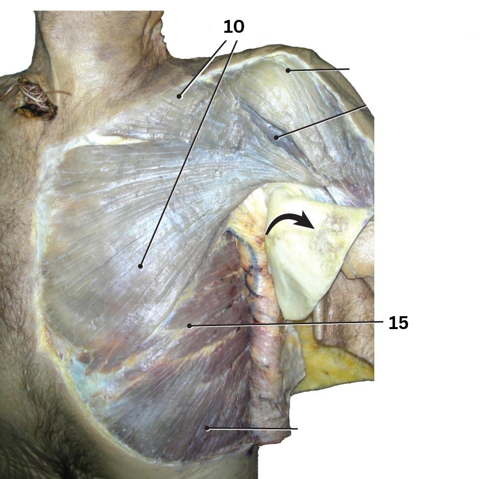 <p>15</p>