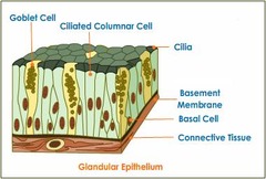 <p>produces secretion</p>