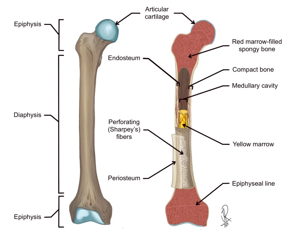 <p>Found inside the long bone and contains <strong>both</strong> red and yellow marrow</p><p></p><p>Hollow space inside a long bone</p><p>Think of a <strong>long bone like a hollow tube</strong>:</p><p><span data-name="bone" data-type="emoji">🦴</span><strong> Bone wall → </strong><span data-name="hole" data-type="emoji">🕳</span><strong> Medullary cavity → </strong><span data-name="bone" data-type="emoji">🦴</span><strong> Bone wall</strong></p><p>The <strong>medullary cavity</strong> is the <strong>space inside the shaft (diaphysis)</strong> of a long bone.</p><p><strong><u>What's inside? <span data-name="drop_of_blood" data-type="emoji">🩸</span></u></strong></p><p>It contains <strong>bone marrow</strong>:</p><ul><li><p><span data-name="red_circle" data-type="emoji">🔴</span> <strong>Red marrow</strong> → makes blood cells</p></li><li><p><span data-name="yellow_circle" data-type="emoji">🟡</span> <strong>Yellow marrow</strong> → mostly stores fat</p></li></ul><blockquote><p><strong>“Bone has a hollow middle filled with marrow.”</strong></p></blockquote><p><span data-name="bullseye" data-type="emoji">🎯</span> TEAS one-liner:</p><p><strong>Medullary cavity = hollow space inside the diaphysis of a long bone that contains bone marrow.</strong></p><p><span data-name="star" data-type="emoji">⭐</span> <strong>DIAPHYSIS = shaft</strong><br><span data-name="star" data-type="emoji">⭐</span> <strong>MEDULLARY CAVITY = hollow inside the shaft</strong><br><span data-name="star" data-type="emoji">⭐</span> <strong>RED MARROW = blood</strong><br><span data-name="star" data-type="emoji">⭐</span> <strong>YELLOW MARROW = fat</strong></p>