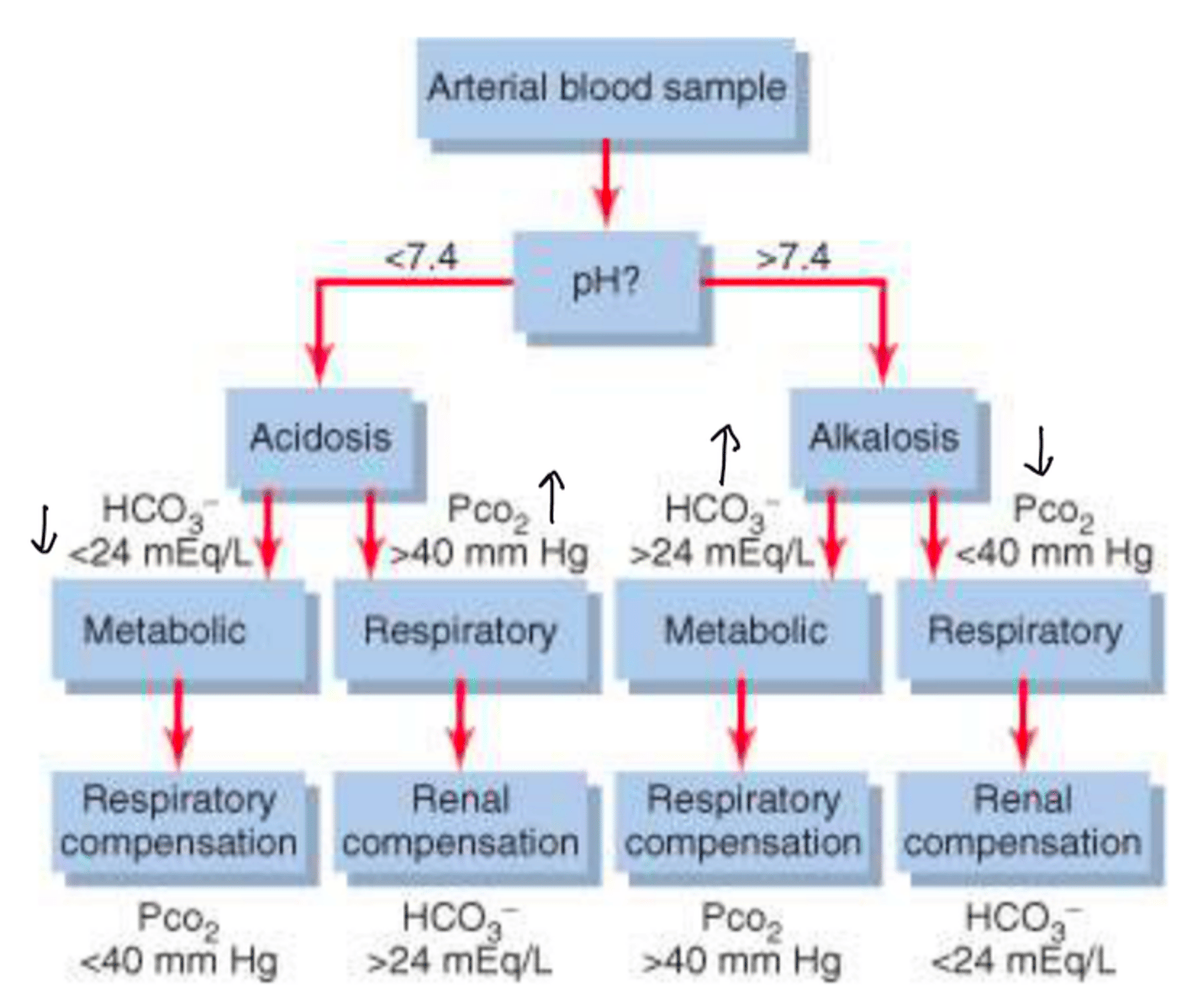 <p>1. evaluate the pH and categorize it as acidosis or alkalosis</p><p>norm: 7.35-7.45</p><p>acidosis: <7.35</p><p>alkalosis: >7.45</p><p>2. evaluate pCO2</p><p>norm: 35-45mmHg</p><p>saME direction as pH is metabolic</p><p>opposite is respiratory</p><p>3. categorize metabolic or respiratory</p><p>(saME or opposite=resp)</p><p>4. if metabolic acidosis, calculate anion gap</p><p>if AG>12 then AGMA</p><p>5. evaluate for compensation. Winter's for acidosis, alkalosis equation if alkalosis</p>