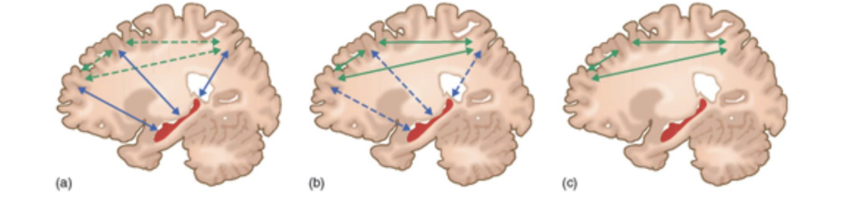 <p>Standard model:</p><ul><li><p>(a) Connections between the cortex &amp; the hippocampus (blue) are initially strong &amp; connections between cortical areas are weak (dashed green)</p></li><li><p>(b) As time passes, connections between the hippocampus &amp; cortex weaken (dashed blue) &amp; connections between cortical areas become stronger (green)</p></li><li><p>(c) Eventually, only intercortical connections remain</p></li></ul><p></p>