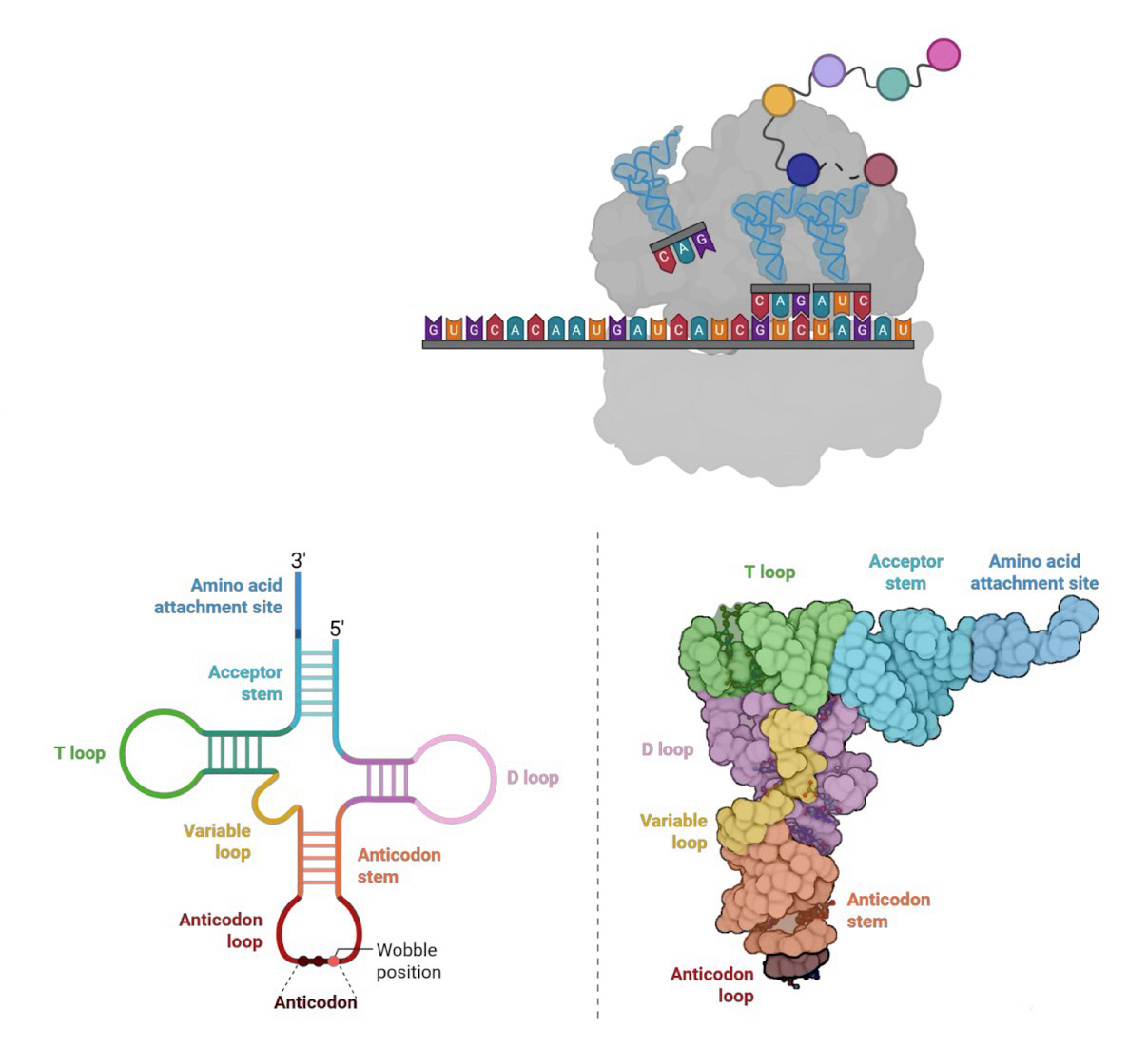 <p><strong>tRNAs</strong> are 74-93 nt long, forms a cloverleaf secondary structure; contains many modified bases:</p><ul><li><p><strong>Acceptor stem:</strong> Carries specific AA; AA esterified by <strong>carboxyl</strong> group to the <strong>2’-OH or 3’-OH</strong> of A residue at <strong>3’ end </strong>of tRNA</p></li><li><p><strong>Anticodon loop: </strong>Contains anticodon to allow bping with codon</p></li><li><p>D arm/loop: Contains dihydrouridine (D); Continues overall folding on tRNAs</p></li><li><p>TΨC arm/loop: Contains ribothymidine and pseudouridine (Ψ) which has an unusual C-C bond; Contributes to overall folding and interacts with the large-subunit rRNA</p></li><li><p>Variable arm/loop: present in some tRNAs; Length varies</p></li></ul><p>Same 3D structure for all tRNAs</p>