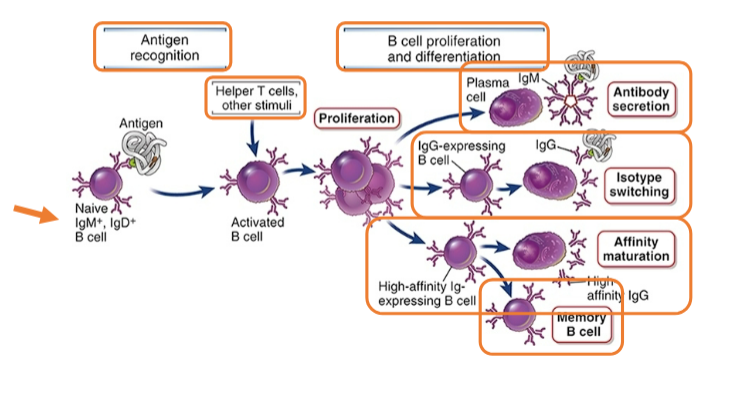<ul><li><p><span style="background-color: transparent;">In one week, a single B cell may give rise to ~5000 antibody secreting cells, which collectively produce > 1 trillion antibody molecules per day</span></p></li></ul><p></p>
