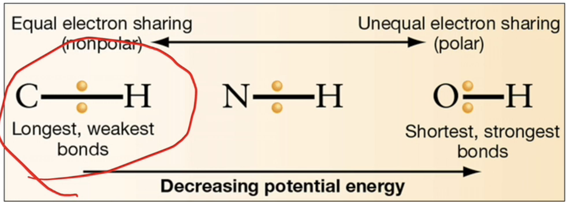 <p>C-H, N-H, O-H — oxygen is much less likely to give up electrons than carbon (Lecture 1.1, part 4, 6:00)</p>