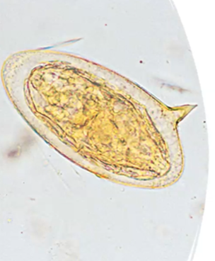 <p><span style="background-color: rgba(0, 0, 0, 0); line-height: 19.7625px;">What is the species in this photo and WHY? Where is it found?</span></p>