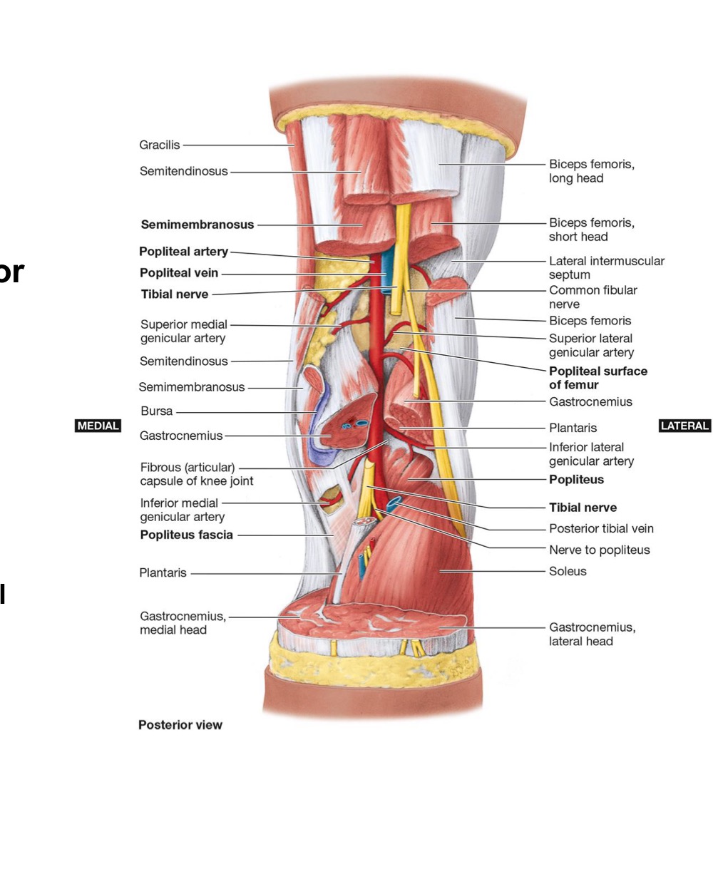 <ul><li><p>Include (& contribute to the Genicular Anastomosis)</p><ul><li><p><strong>5 GENICULAR BRANCHES</strong></p><ul><li><p><strong>SUP Lateral → anastomoses w/ Descending Lateral Femoral Circumflex A.</strong></p></li></ul><p></p><ul><li><p><strong>SUP Medial → anastomoses w/ Descending Genicular A.</strong></p></li></ul><p></p><ul><li><p><strong>Middle → anastomoses w/ 4th Perforating A.</strong></p></li></ul><p></p><ul><li><p><strong>Inferior Lateral → anastomoses w/ ANT Tibial Recurrent (from ANT Tibial A.)</strong></p></li></ul><p></p><ul><li><p><strong>Inferior Medial</strong></p></li></ul></li></ul><p></p><ul><li><p><strong>ANT Tibial A.</strong></p></li><li><p><strong>POST Tibial A.</strong></p></li></ul></li></ul><p></p><p></p>