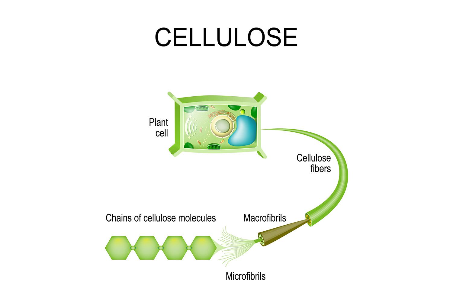 <p>The strong material a plant cell wall is made of.</p>
