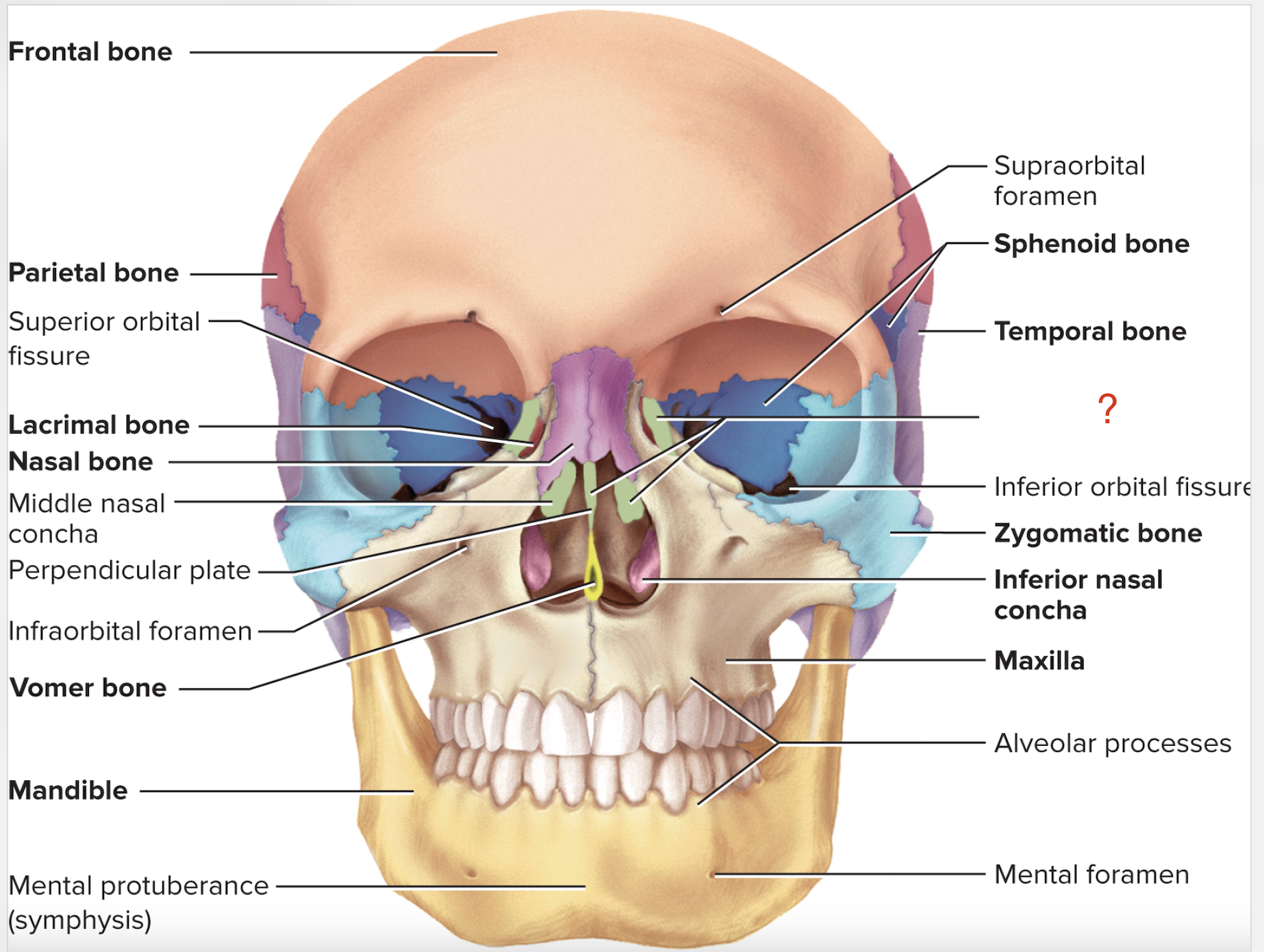 <p>What is the name of this bone?</p>