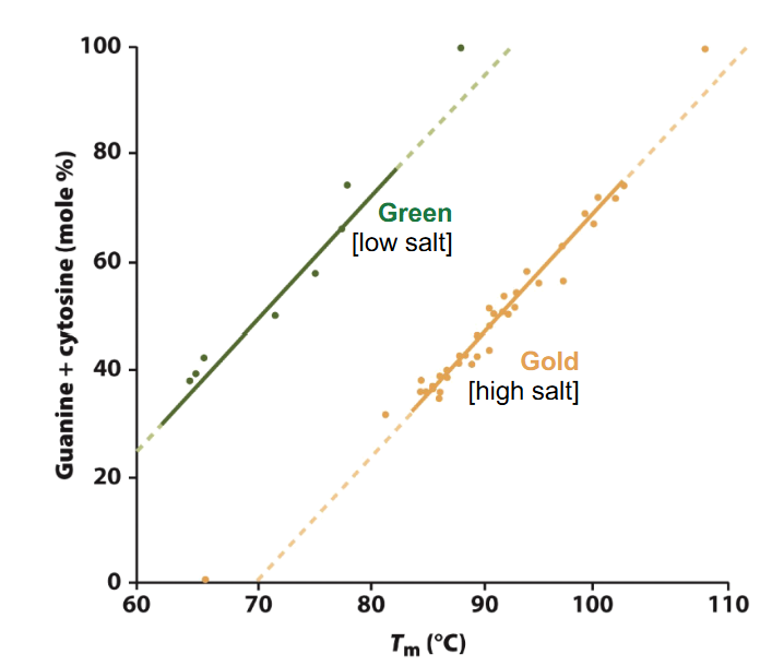 <ul><li><p>Tm is a function of the GC content</p></li><li><p>more GC: higher Tm needed</p></li><li><p>AT regions separate first during denaturation</p></li><li><p>the Tm of DNA increases by 0.4<span>°C with every 1% increase in G-C content under normal condition</span></p></li><li><p><span>higher salt = higher Tm </span></p></li></ul><p></p>