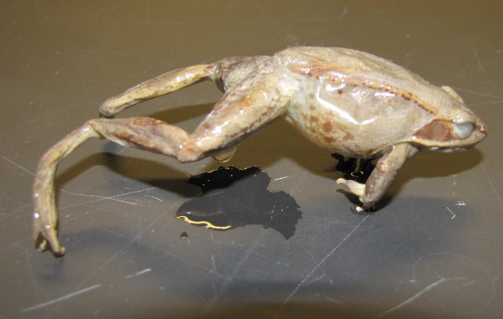 <p>Common name, Family, Scientific Name?</p>