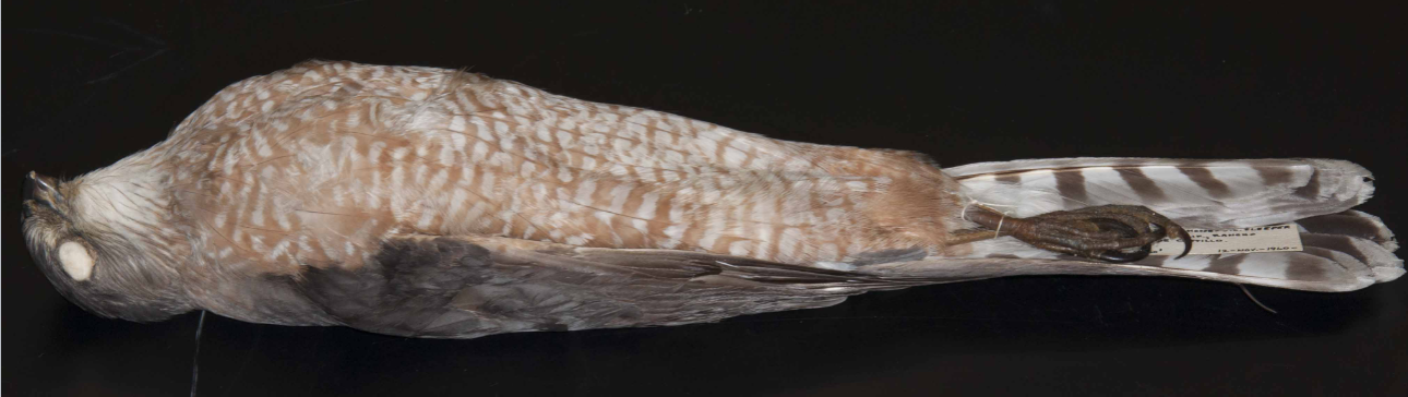 <p>Cooper’s Hawk</p>