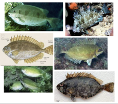 <p>Dusky spinefoot</p>
