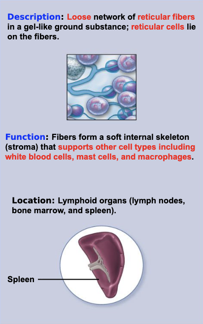 <ul><li><p>connective —> proper —> loose</p></li></ul><p></p>