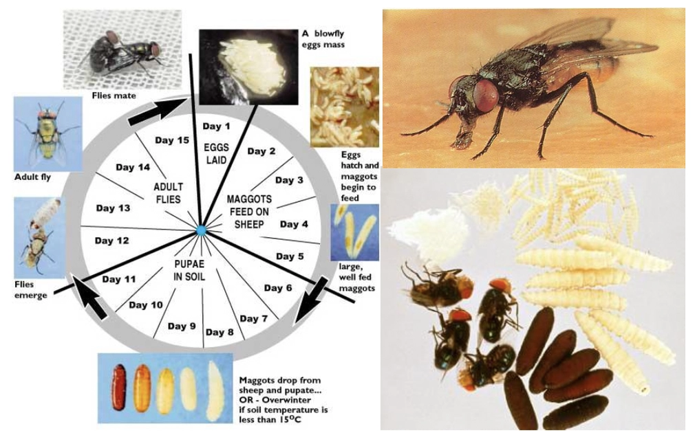 <p><u>Generation interval:</u> 7 - 10d in optimal conditions</p><ol><li><p>Adult blowfly feeds on organic material and reproduce via sexual reproduction</p></li><li><p>Female lays eggs in shaded/moist areas</p><ul><li><p>eg. Carrion, live animals, decaying vegetation</p></li><li><p>Eggs and larvae prone to desiccation</p></li></ul></li><li><p>Eggs hatch in 1d and L1 larvae begin to feed on surrounding nutrition </p></li><li><p>→ L2 which penetrates skin allowing wound to expand rapidly</p></li><li><p>→ L3 fall to ground to pupate within the soil</p></li><li><p><strong>Complete metamorphosis</strong> in puparium (3 - 4w)</p><ul><li><p>OR overwintering as pre-puparium = <strong>Diapause</strong></p></li></ul></li><li><p>Adult emerge from puparium and feed on protein source</p><ul><li><p>Sexually mature in 2d</p></li></ul></li></ol><p></p>