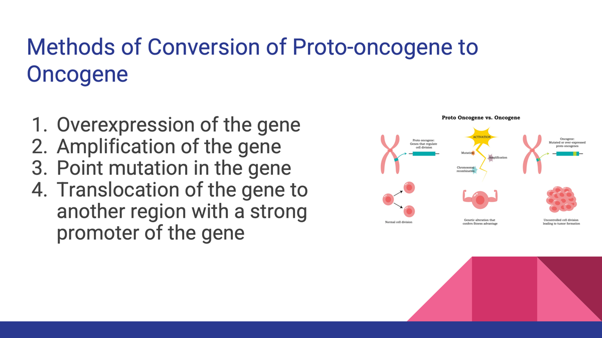 <p><span>1.Overexpression of the gene</span></p><p><span>2.Amplification of the gene</span></p><p><span>3.Point mutation in the gene</span></p><p><span>4.Translocation of the gene to another region with a strong promoter of the gene</span></p><p></p><p></p><p></p>