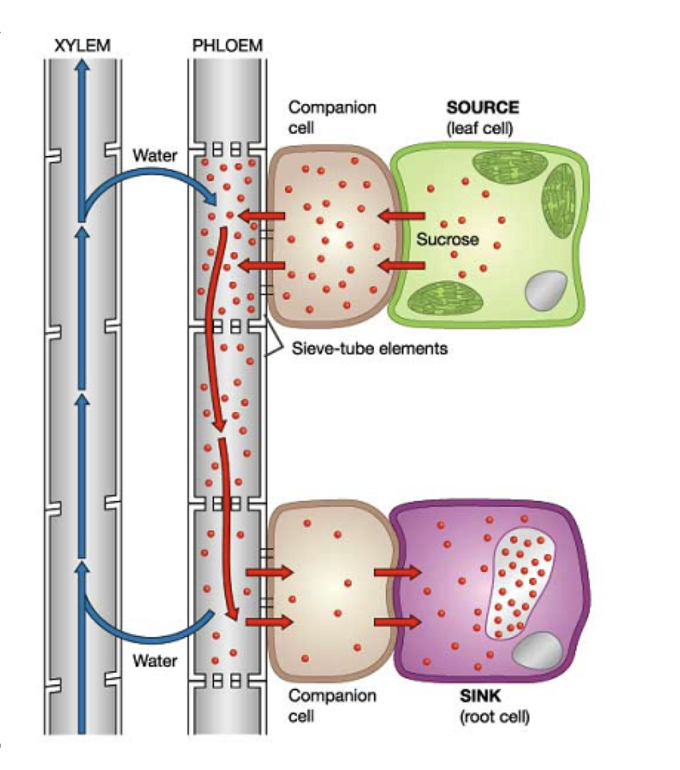<p><span style="background-color: transparent;">Active transport by phloem: Translocation (movement of sap)</span></p><p><span style="background-color: transparent;">Source: where carbon compounds are produced ; Sink: where carbon compounds are consumed&nbsp;</span></p><ol><li><p><span style="background-color: transparent;">At the source, nutrients are actively transported into the companion cell, and flow through passively through plasmodesmata to the phloem sieve tube cells&nbsp;</span></p></li><li><p><span style="background-color: transparent;">This increases the solute potential, thereby causing water to enter from the xylem into the phloem sieve tube cells through osmosis (low to high solute potential)&nbsp;</span></p></li><li><p><span style="background-color: transparent;">This increases the hydrostatic pressure, thereby pushing the sap towards the sink&nbsp;</span></p></li><li><p><span style="background-color: transparent;">At the sink, nutrients actively/passively unload and reduces the solute potential, hence water returns back to the xylem, lowering hydrostatic pressure</span></p></li></ol><p></p>